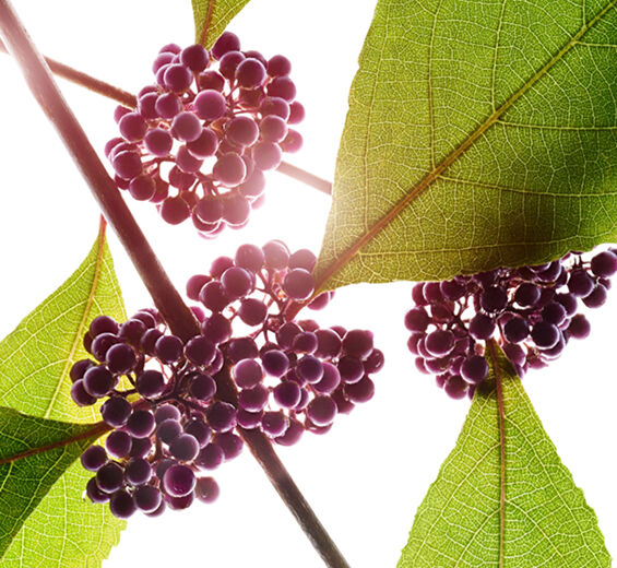 紫珠莓-紫珠莓萃取-Callicarpa japonica fruit extract