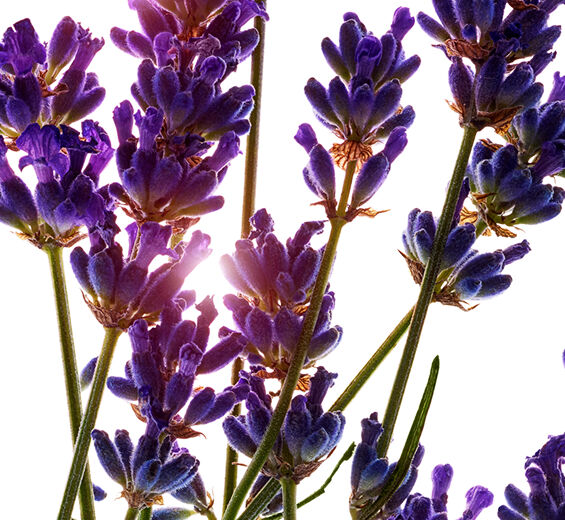 薰衣草-薰衣草精油-Lavandula angustifolia (lavender) oil