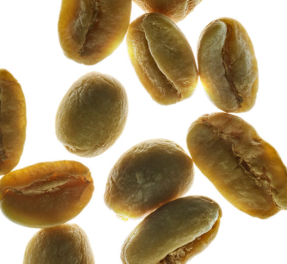 Green Coffee-Green coffee extract-Coffea robusta seed extract