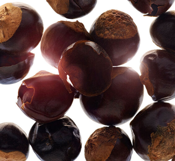 巴西香可可-有機巴西香可可萃取-Paullinia cupana seed extract