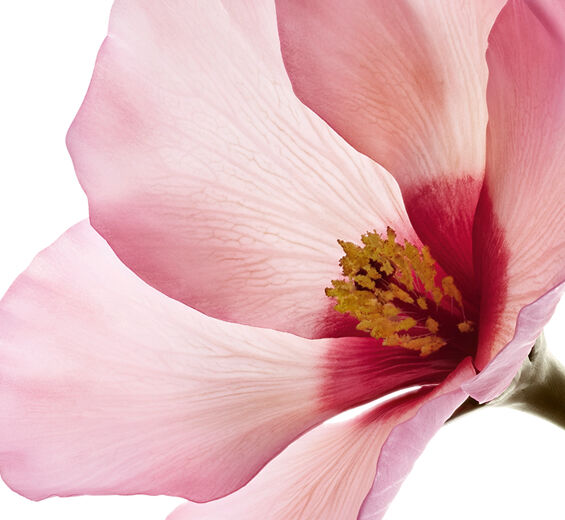 Hibiscus sabdariffa-Hibiscus sabdariffa flower acids-Hibiscus sabdariffa flower extract