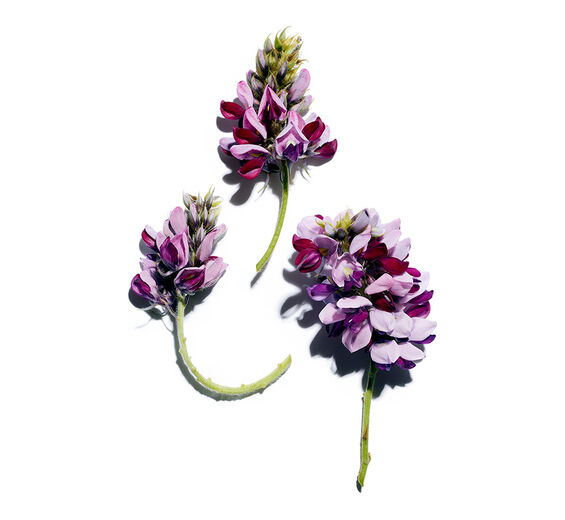 野葛-野葛萃取-Pueraria lobata root extract