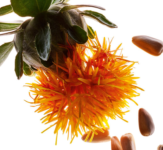Safflower-Safflower extract-Carthamus tinctorius (safflower) seedcake extract