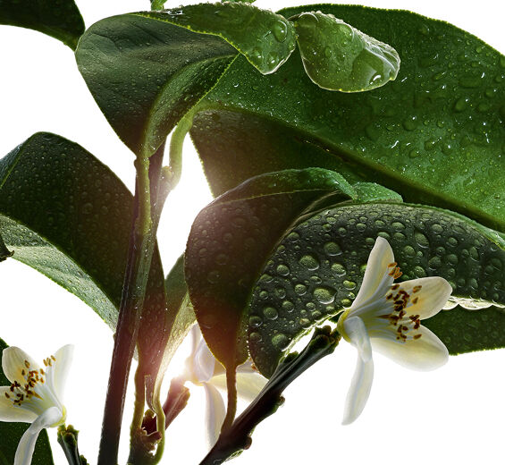 Bitter orange-Bitter orange tree essential oil-Citrus aurantium amara (bitter orange) leaf/twig oil