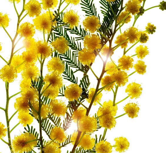 阿拉伯膠樹-阿拉伯樹膠微珠-Acacia Senegal gum