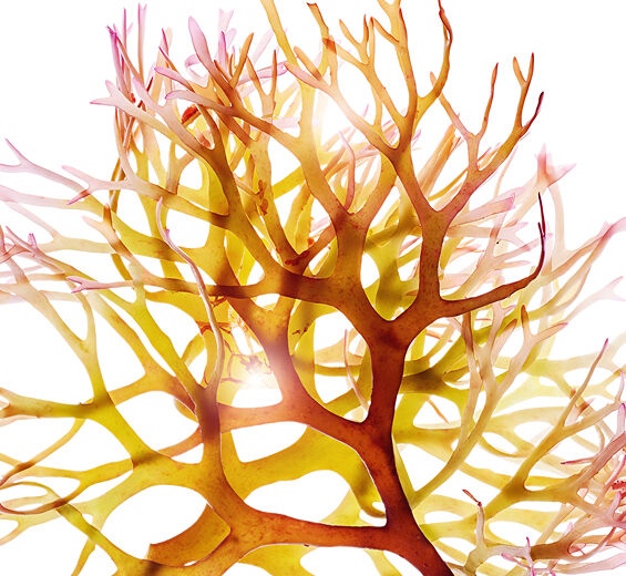 愛爾蘭海藻-愛爾蘭海藻萃取-Chondrus crispus (carrageenan) extract