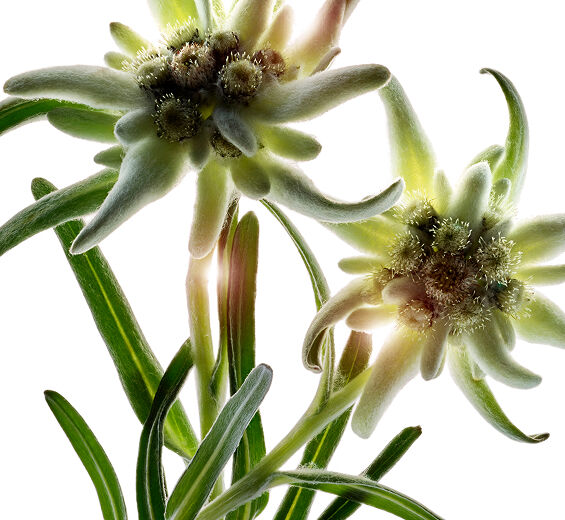 火絨草-有機火絨草萃取-Leontopodium alpinum extract