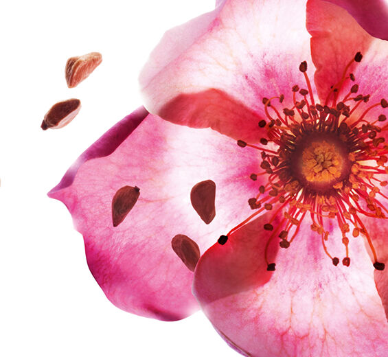 甜薔薇-有機甜薔薇油-Rosa rubiginosa seed oil