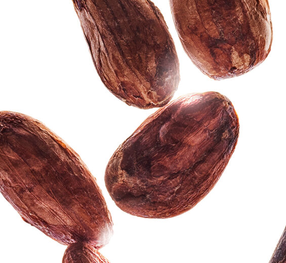 可可樹-可可粉萃取-Theobroma cacao (cocoa) extract