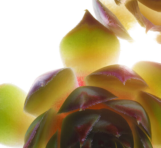 石蓮花-有機石蓮花萃取-Sempervivum tectorum extract