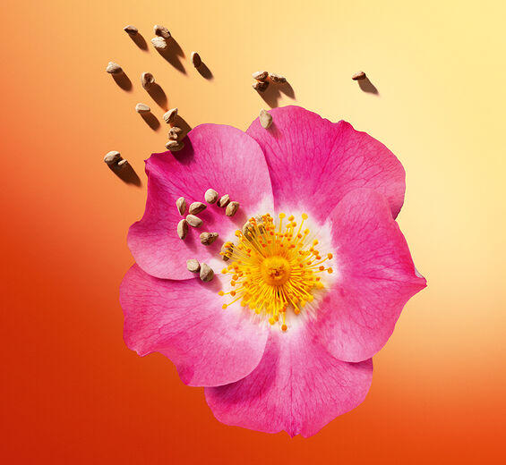 甜薔薇-有機甜薔薇油-Rosa rubiginosa seed oil