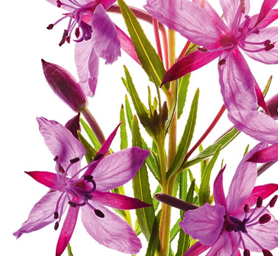 Alpine Willow Herb-Organic alpine willowherb extract-Epilobium fleischeri extract