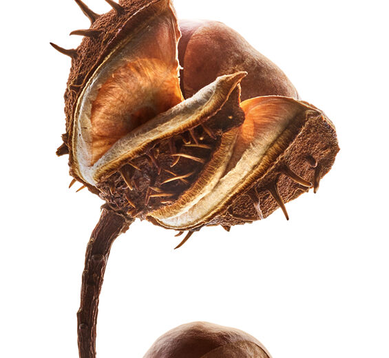 Horse chestnut tree-Horse chestnut extract (organic plant)-Aesculus hippocastanum (horse chestnut) seed extract