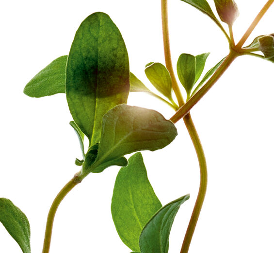 墨角蘭-墨角蘭精油-Origanum majorana leaf oil