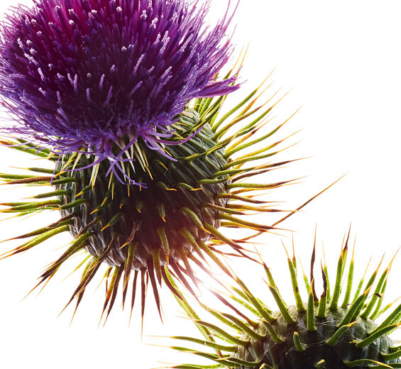 奶薊草-有機奶薊草油-Silybum marianum seed oil