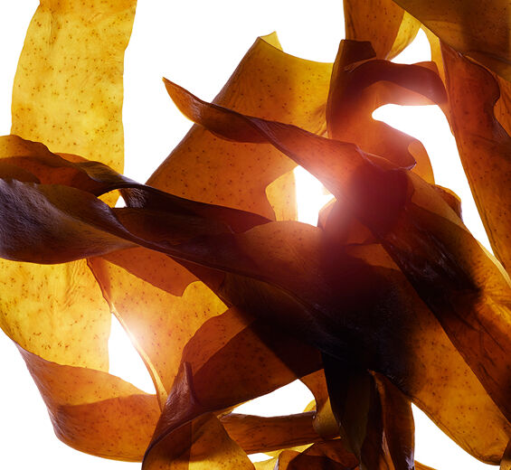 Wakame-Organic wakame extract-Undaria pinnatifida extract