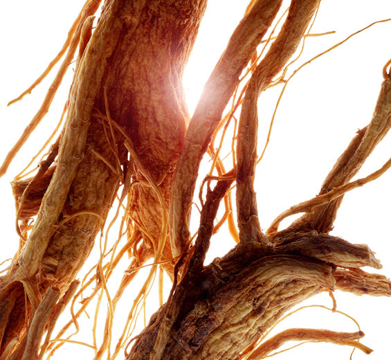 人蔘-人蔘萃取-Panax ginseng root extract