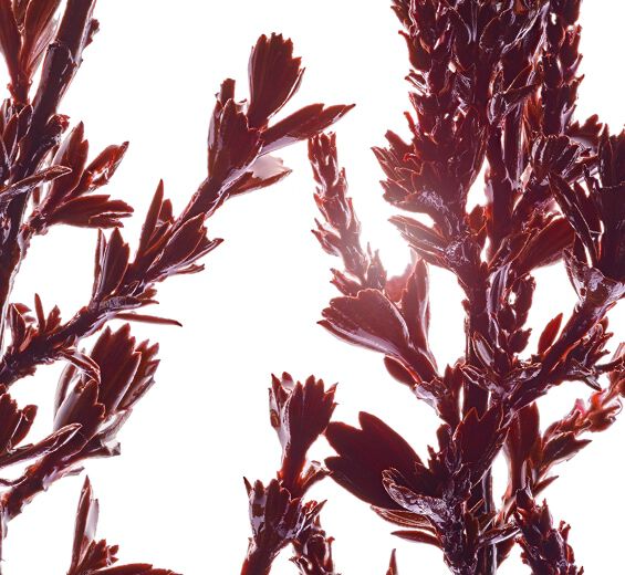 香灌木-有機神秘草提取物（植物）-Myrothamnus flabellifolia leaf/stem extract