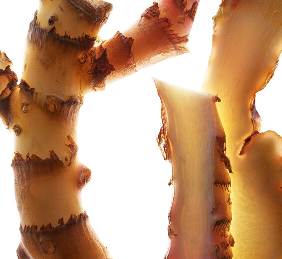 野薑花-野薑花萃取（有機植物）-Hedychium coronarium root extract