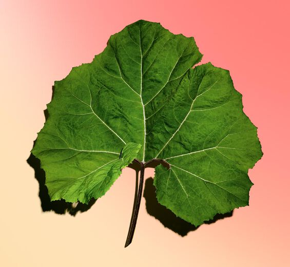 蜂斗菜-有機蜂斗菜萃取-Petasites hybridus leaf extract