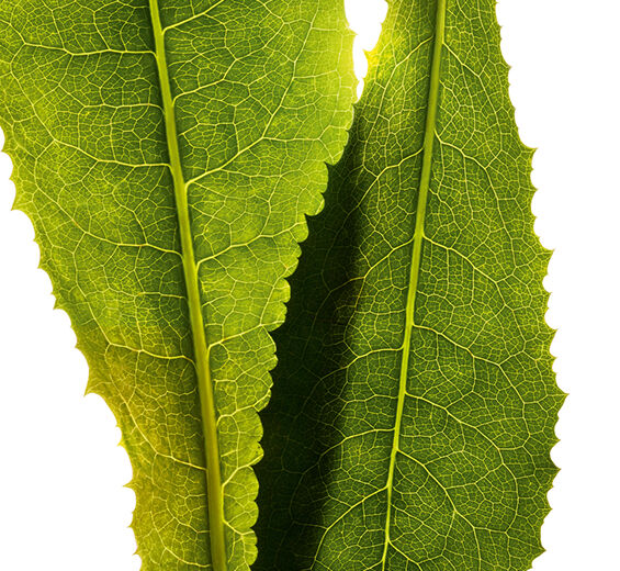 菊苣-菊苣萃取-Cichorium intybus (chicory) leaf extract