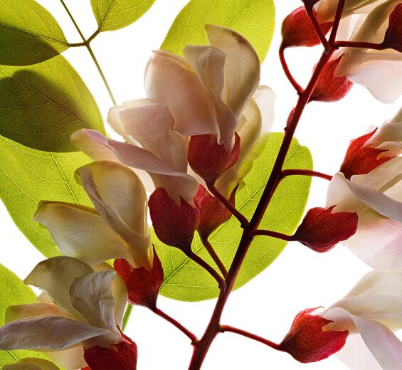 刺槐-刺槐花水-Robinia pseudoacacia flower extract