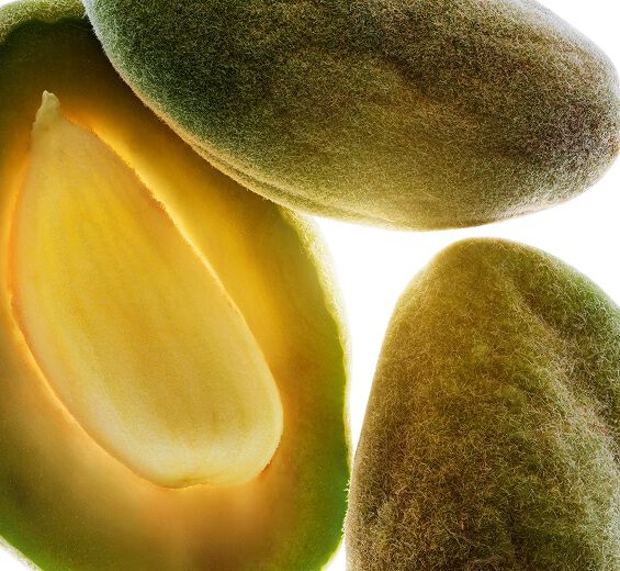 杏仁樹-有機甜杏仁油-Prunus amygdalus dulcis (sweet almond) oil