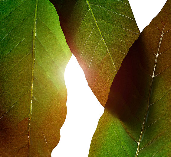 黃耆-黃耆萃取-Engelhardtia chrysolepis leaf extract