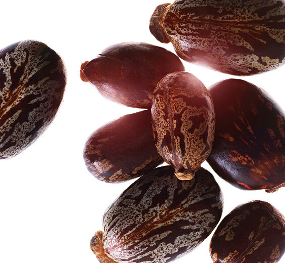 蓖麻子-有機蓖麻子油-Ricinus communis (castor) seed oil