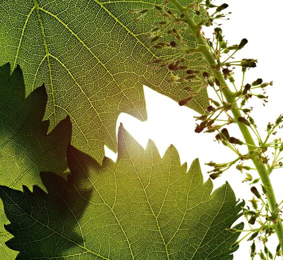 葡萄藤-葡萄藤花細胞萃取-Vitis vinifera (grape) flower cell extract