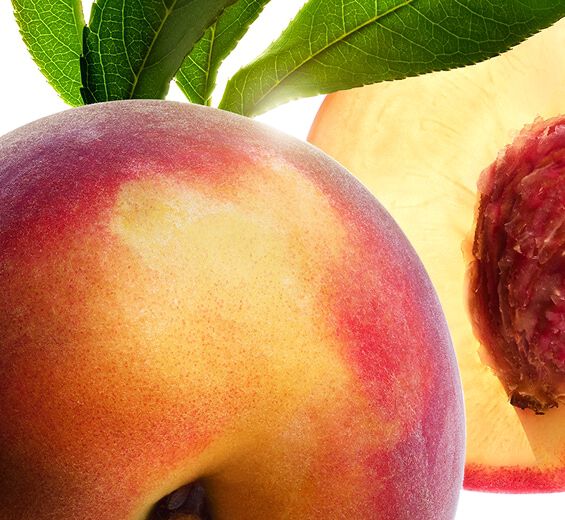 桃樹-桃樹乳-Prunus persica (peach) leaf extract