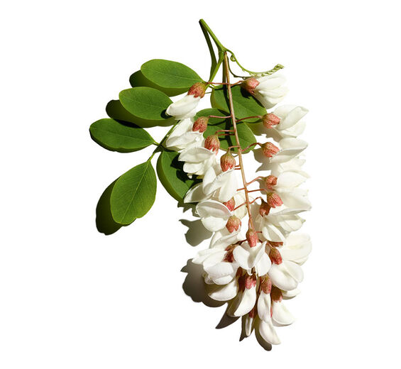 刺槐-刺槐花水-Robinia pseudoacacia flower extract