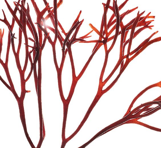 帚叉藻-帚叉藻萃取-Furcellaria lumbricalis extract