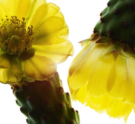 Prickly pear-Nopal extract-Hydrolyzed opuntia ficus-indica flower extract