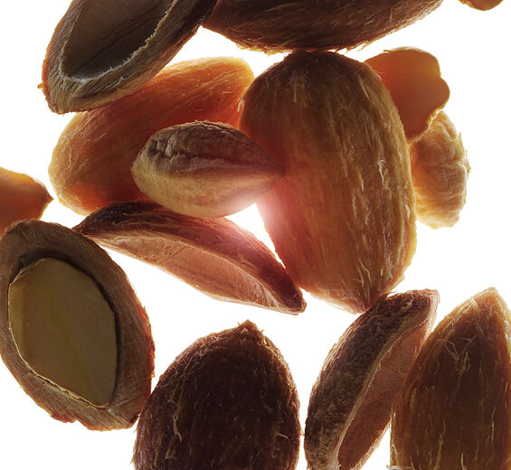 乳香樹-有機乳香樹萃取-Balanites roxburghii seed oil