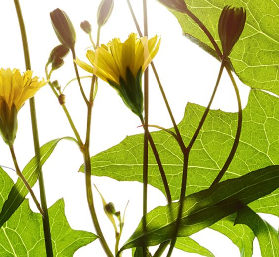 菊苣尾水芹-菊苣尾水芹萃取-Lapsana communis flower/leaf/stem extract