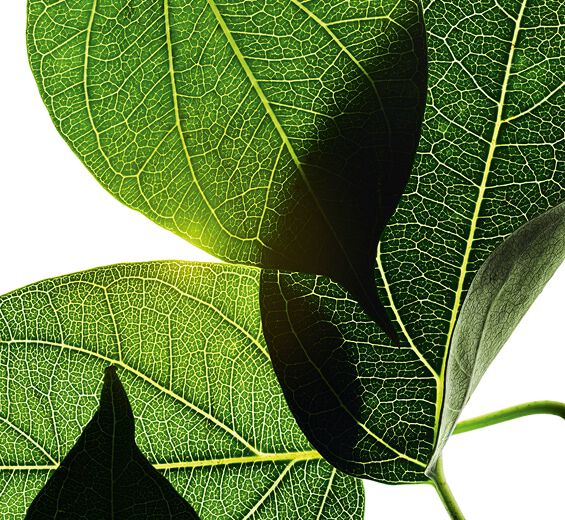 匙羹藤-匙羹藤萃取-Gymnema sylvestre leaf extract