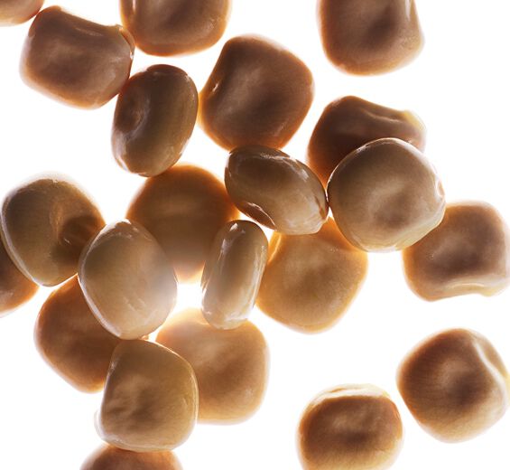 白羽扇豆-有機白羽扇豆萃取-Hydrolyzed lupine protein