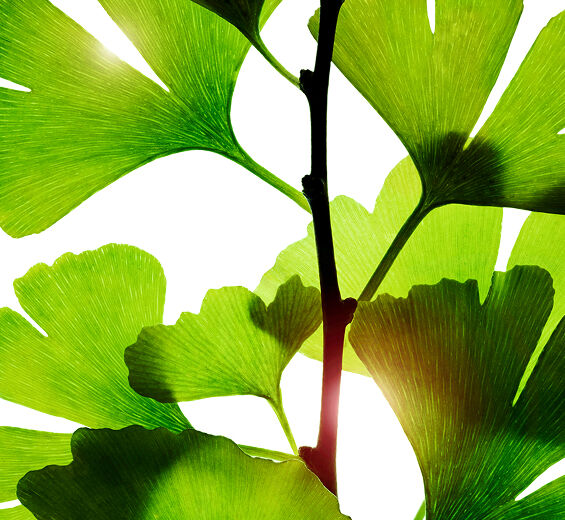 Ginkgo biloba-Ginkgo biloba extract-Ginkgo biloba leaf extract