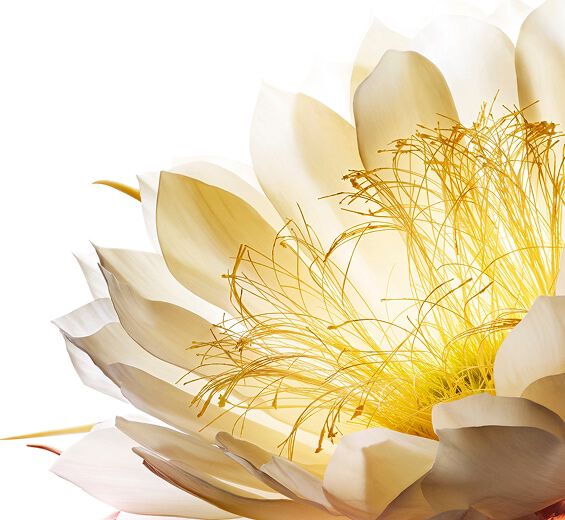 Moonlight flower | CLARINS®