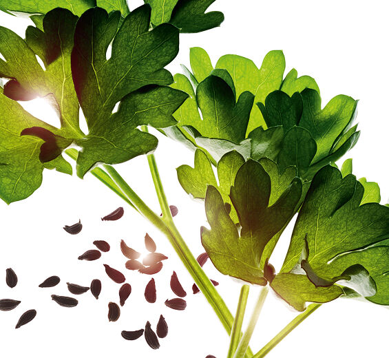 歐芹-歐芹精油-Carum petroselinum (parsley) seed oil