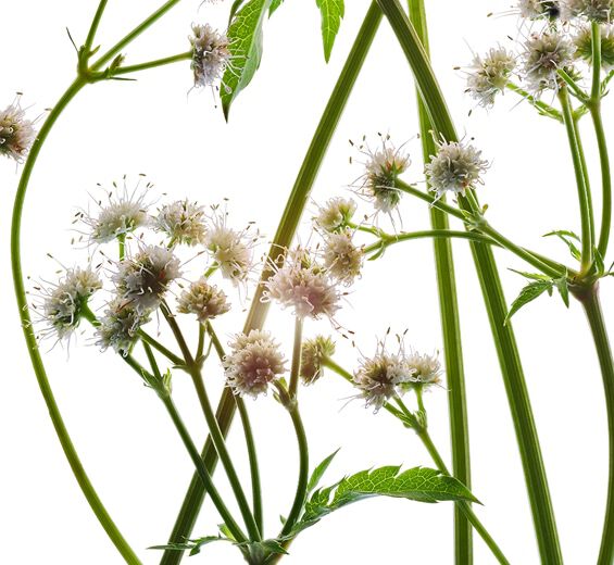 軟雀花-有機軟雀花萃取-Sanicula europaea extract