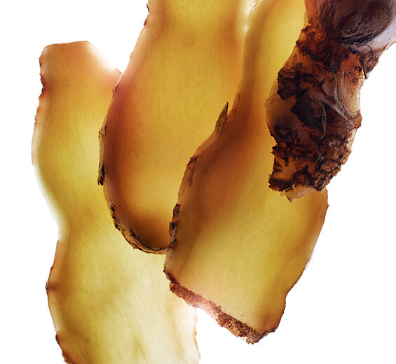 紅球薑-紅球薑萃取-Zingiber zerumbet extract