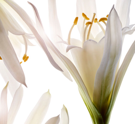 Sea lily-Organic sea lily extract-Pancratium maritimum extract