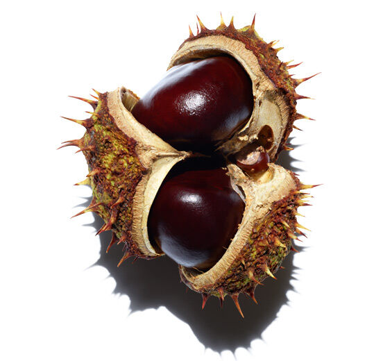 七葉樹-七葉樹素-Escin