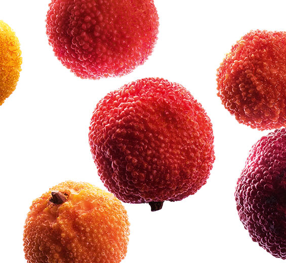 草莓樹-有機草莓樹果萃取-Arbutus unedo fruit extract