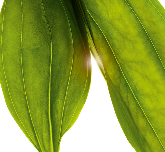 金龍膽-有機金龍膽萃取-Gentiana lutea extract