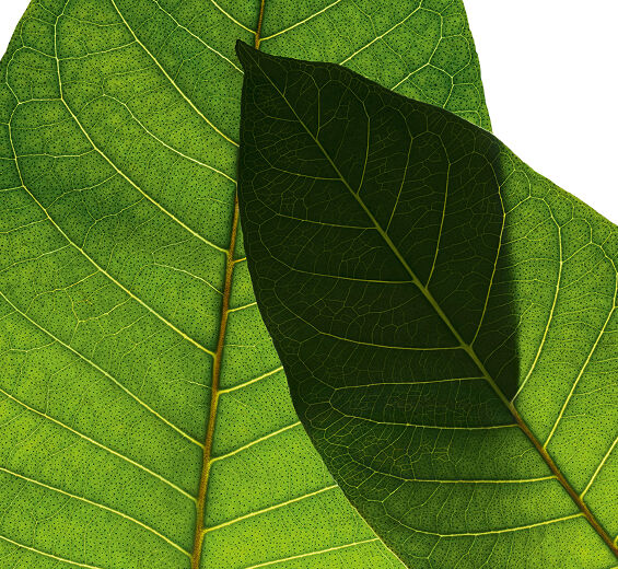 Harungana-Organic harungana extract-Harungana madagascariensis extract