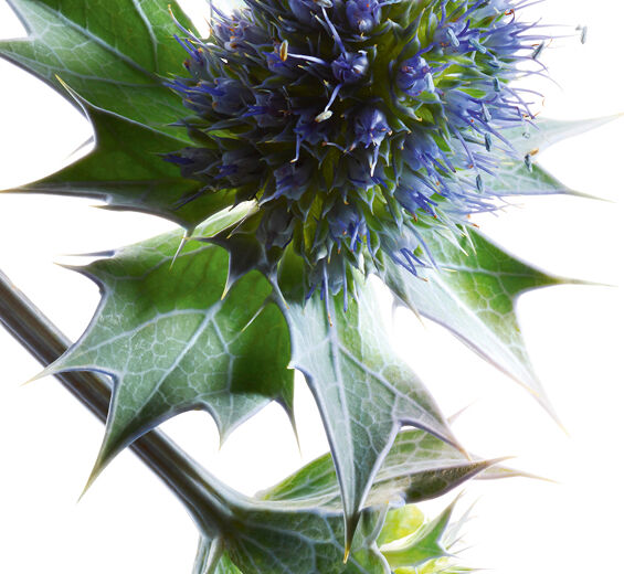 海冬青-海冬青萃取-Eryngium maritimum extract