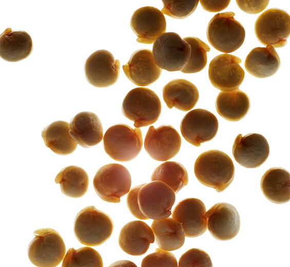 藜麥-藜麥萃取-Chenopodium quinoa seed extract